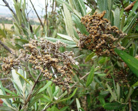 Buddleja saligna; Photographed by Ricky Mauer